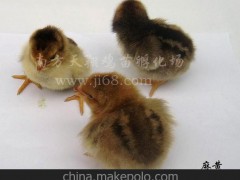 动物种苗