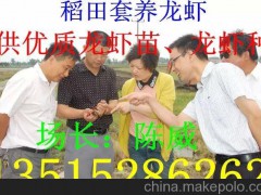 现在小龙虾苗价格 供应小龙虾种苗