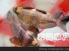 广州大量良种胭脂鱼种苗批发销售（ 胭脂鱼鱼苗）