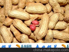 上海自贸区专业报关代理进口农副产品