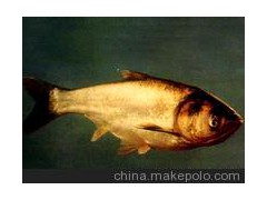 供应鲢鱼种苗
