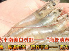 华中农业大学高产白对虾优质种苗提供