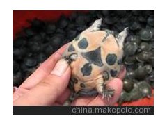 特价批发供应优质中华鳖苗,黄沙鳖种苗，生态鳖种苗等