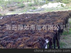 厂家直供，印尼马尾藻，水产动物饲料，质优价廉。