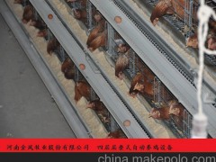 供应四层层叠式蛋鸡笼集蛋机 金凤 24年专注家禽养殖设备行业