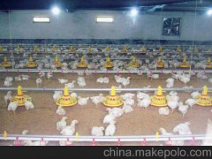 供应肉鸡养殖设备 畜牧养殖设备 养殖育雏设备 邦驰机械