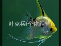 观赏鱼养殖场批发热带淡水观赏鱼、神仙鱼