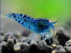 燕子水族 观赏虾 蓝虎纹虾 草缸虾 金眼蓝虎纹虾 除藻虾 批发