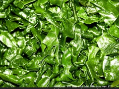 大批量供应新鲜水产品 藻类 优质海带结