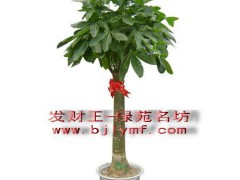 办公室绿植