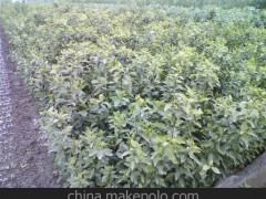 大量供应 果树苗木 果苗批发 优质碰柑树苗 风味甜酸适度