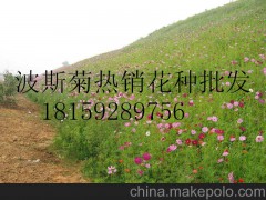 供应湖南常德张家界益阳攀爬植物 葛藤 紫藤 油麻藤 爬山虎批发