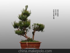 小山乌珠盆景 盆栽 园林 批发19