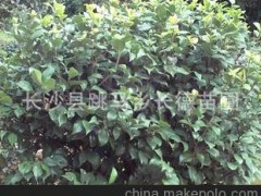 苗圃基地大量供应绿化球类园林苗木茶花树