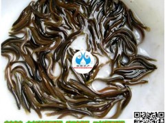 台湾优质泥鳅苗销售&泥鳅种苗/黄鳝种苗品种