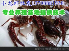 雅安巴中水产批发小龙虾种苗价格,理塘德格淡水龙虾厂家