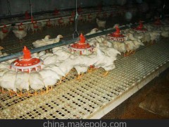 供应 邦驰机械 肉鸡养殖设备 畜牧养殖设备 养殖育雏设备