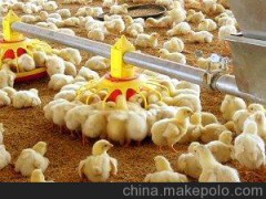 邦驰专业生产养鸡料线 养鸡设备 畜牧设备 畜牧养殖设备配件