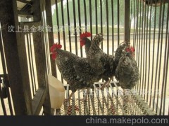 大量供应生态放养芦花鸡