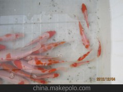 特种养殖 鱼台明珠大量供应红白锦鲤