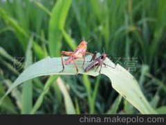 特种养殖 绿色食品 营养价值高 特色产品节日礼品 蚂蚱蝗虫
