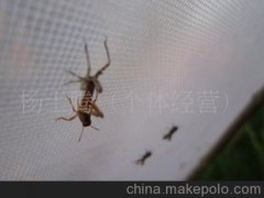 特种养殖 绿色食品 营养价值高 蝗虫代理