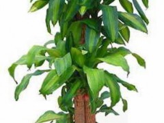 北京供应绿植朝阳租绿植