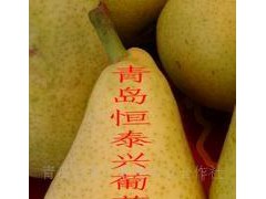 供应伏洋梨果树苗木