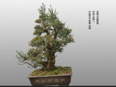 小牛金子盆景 盆栽 园林 批发09