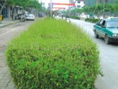 倭形竹，竹类植物，竹子，沭阳锦上园林绿化中心