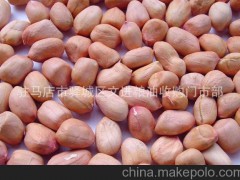 文进粮油 大量供应优质花生 花生批发 产地直销 量大价优
