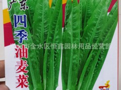 批发零售各种蔬菜种子 广东四季油麦菜