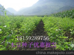 湖南灌木  广西灌木种子 树木种子批发