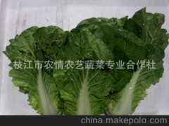 批发供应 夏季新鲜蔬菜,早熟五号大白菜