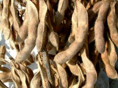 万全农业 农产品 粮油作物 天然种植 精选优质黄豆 大粒黄豆