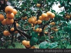 优价供应果树种子种苗南方早熟梨苗