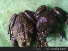 优质牛蛙种苗鲜活鲜冻牛蛙