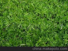葡地竹，竹类植物，竹子，沭阳锦上园林出品