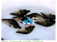 清远桂花鱼鱼苗销售_种苗专区