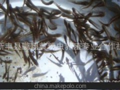 台湾泥鳅 大泥鳅苗 品种纯正成活率高 养殖种苗优选