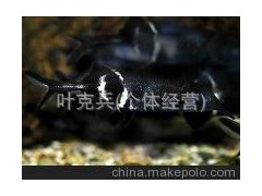 观赏鱼养殖场批发热带淡水观赏鱼、象鼻鱼