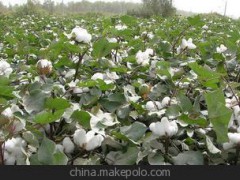 2014专治蔬菜灰霉病 立信一桶天下 平均增产20%