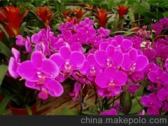 大量供应鲜花 济南柳泉鲜花速递蝴蝶兰