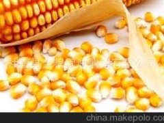 河南社旗县金粮粮油购销有限公司优质黄玉米