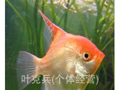 观赏鱼养殖场批发热带淡水观赏鱼神仙鱼