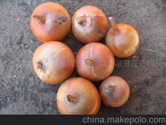 全球供应优质 农副产品 甘肃产黄洋葱