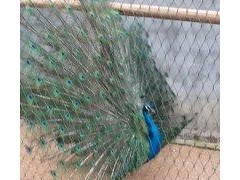 江西抚州丰农特种养殖 正规批发 商品种孔雀