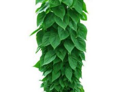 北京供应绿植东城租绿植