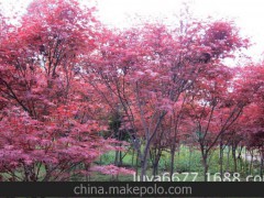 供应地径11 12 13公分红枫 奉化溪口花木 绿亚花木 苗木 园林