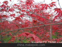 供应地径5 6 7公分红枫 奉化溪口花木 绿亚花木 苗木 园林